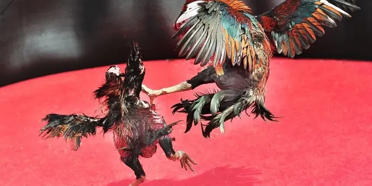 Hướng Dẫn Cách Chơi Đá Gà Sabong Tại Bigbet88 Chuẩn Xác Nhất 1 Hướng Dẫn Cách Chơi Đá Gà Sabong Tại Bigbet88 Chuẩn Xác Nhất