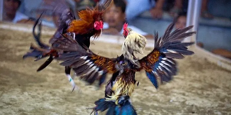 Hướng Dẫn Cách Chơi Đá Gà Sabong Tại Bigbet88 Chuẩn Xác Nhất 2 Hướng Dẫn Cách Chơi Đá Gà Sabong Tại Bigbet88 Chuẩn Xác Nhất